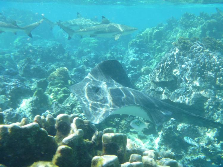 Temae Green Lodge Moorea מראה חיצוני תמונה